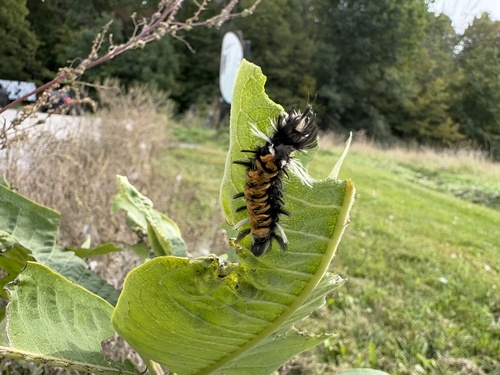 Milkweed Tussock Moth