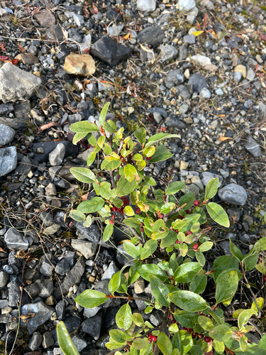 Shepherdia canadensis, photograph 4