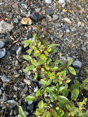 Shepherdia canadensis, photograph (c) Rowan Fehr, some rights reserved (CC BY)