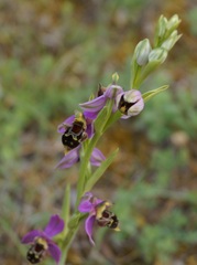 Ophrys × vallis-costae