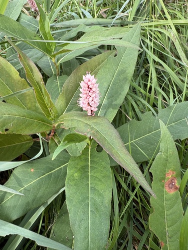 water smartweed