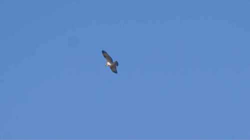 Osprey