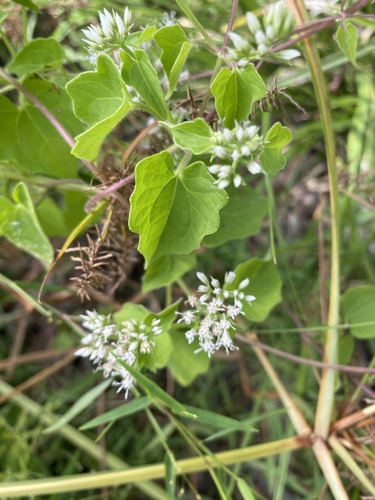 Mikania scandens, photograph 1