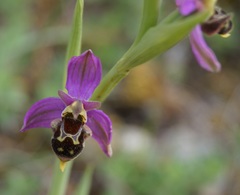 Ophrys × vallis-costae