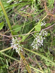 Mikania scandens, photograph author not stated, no rights reserved
