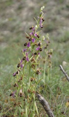 Ophrys × vallis-costae