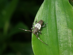 Pogonocherus hispidulus