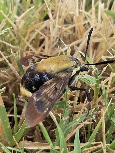 Snowberry Clearwing