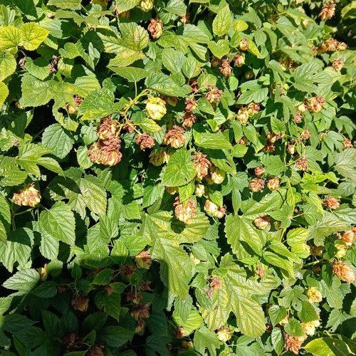 Humulus lupulus