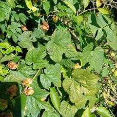 Humulus lupulus, photograph (c) Michael Grundner, some rights reserved (CC BY)