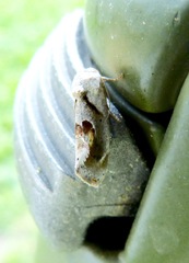 Tarache terminimaculata