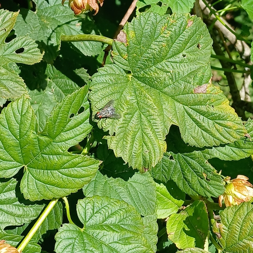 Humulus lupulus, photograph 2