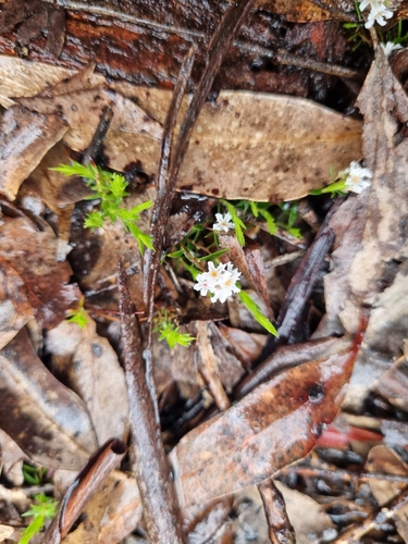 Leucopogon virgatus, photograph 1