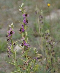 Ophrys × vallis-costae