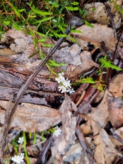 Leucopogon virgatus, photograph (c) Jane Canaway, some rights reserved (CC BY)