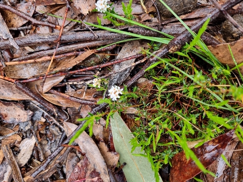 Leucopogon virgatus, photograph 3