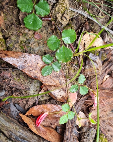Kennedia prostrata, photograph 2