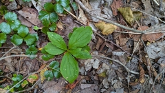 Cornus canadensis, photograph (c) alicia penney, some rights reserved (CC BY)