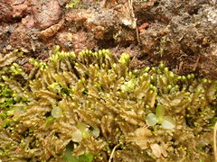 Mesoptychia collaris