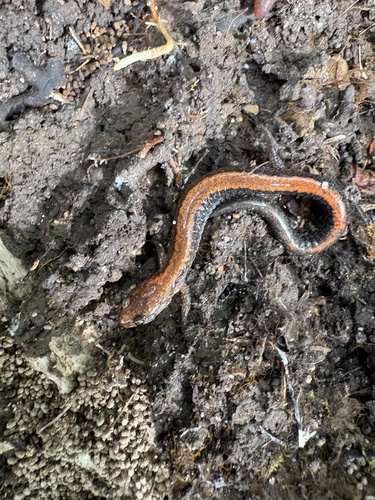 Eastern Red-backed Salamander