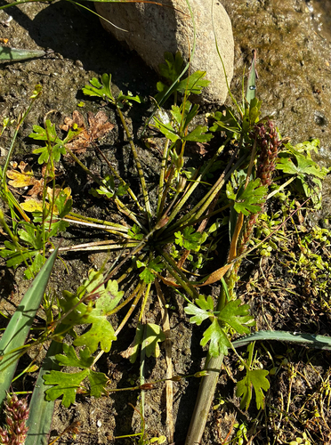 Ranunculus sceleratus