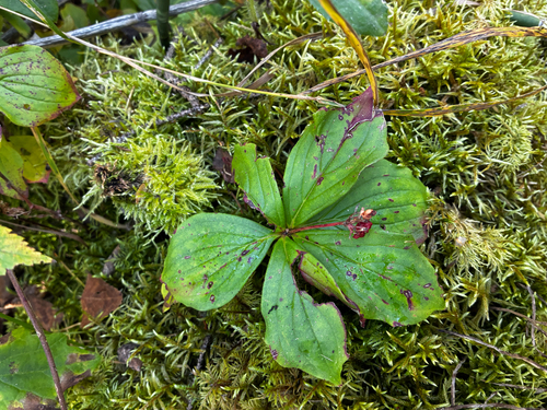 Cornus canadensis, photograph 5