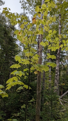 Acer pensylvanicum, photograph 6