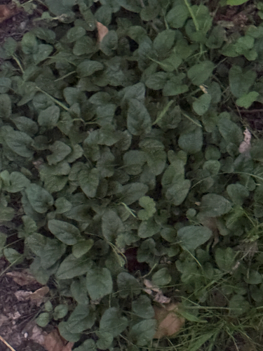 common selfheal