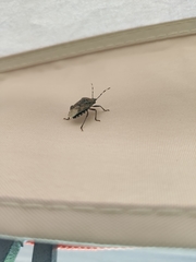 Rhaphigaster nebulosa