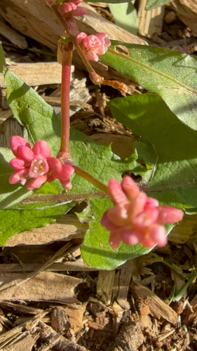 Persicaria maculosa, photograph 2