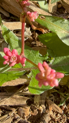 Persicaria maculosa, photograph (c) Kathie, some rights reserved (CC BY-SA)