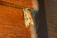 Lithophane disposita