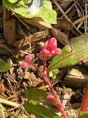 Persicaria maculosa