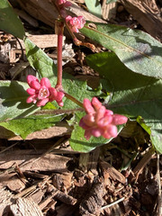 Persicaria maculosa, photograph (c) Kathie, some rights reserved (CC BY-SA)
