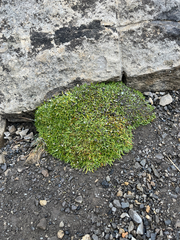 Silene acaulis, photograph (c) Rowan Fehr, some rights reserved (CC BY)