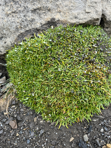 Silene acaulis, photograph 1
