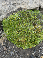 Silene acaulis