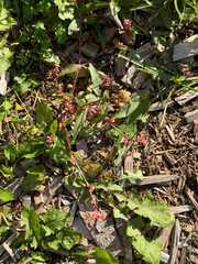 Persicaria maculosa, photograph (c) Kathie, some rights reserved (CC BY-SA)