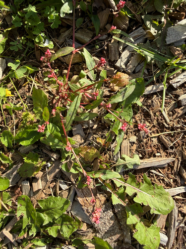 Persicaria maculosa, photograph 5