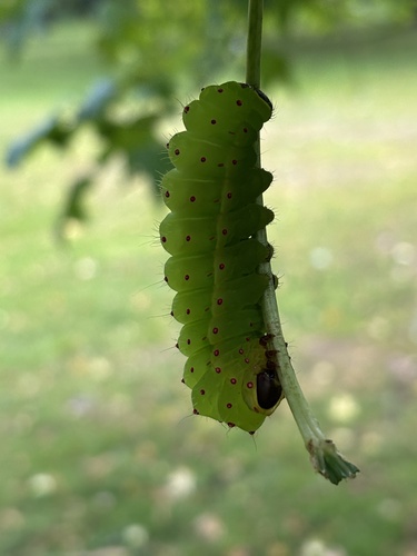 North American Luna Moth