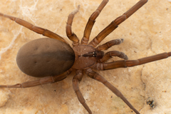 Filistata insidiatrix