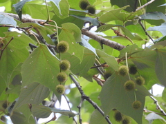 Platanus mexicana