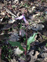 Erythronium hendersonii