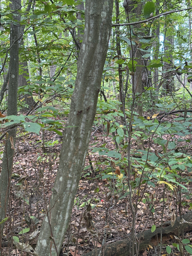 American hornbeam
