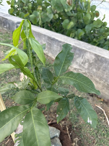 Melicoccus bijugatus observed 2026-09-26