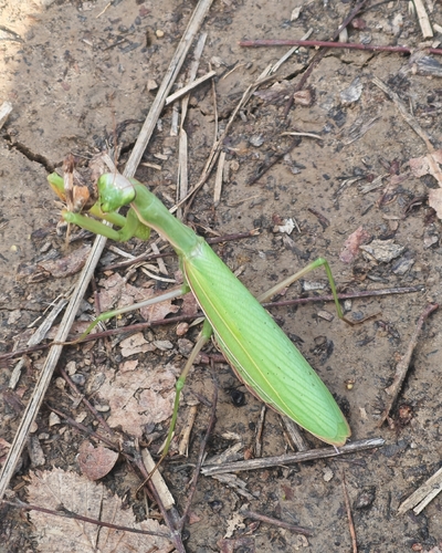 European Mantis