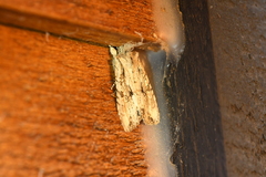 Lithophane disposita