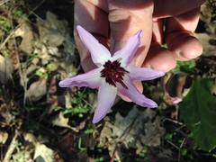 Erythronium hendersonii