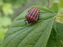 Graphosoma italicum