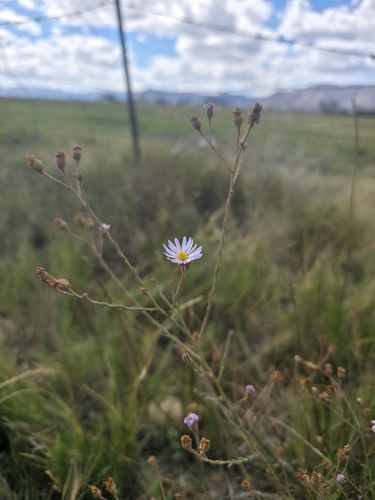 Alkali Marsh Aster